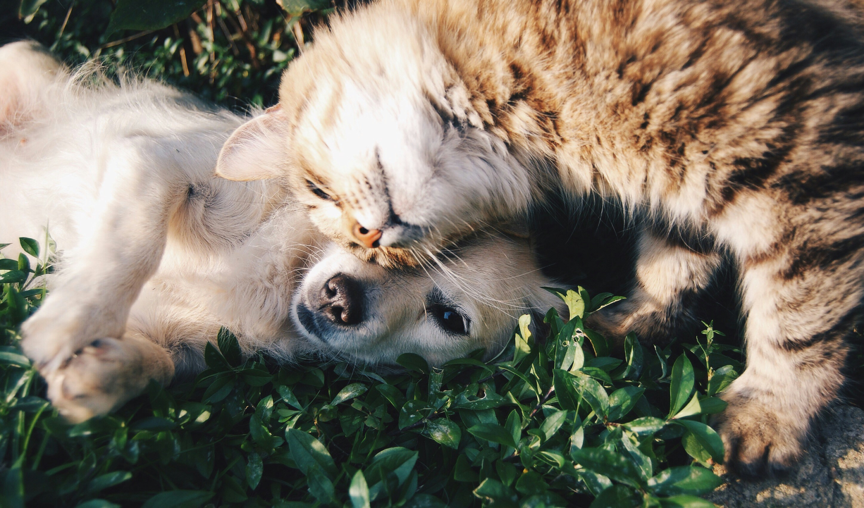 Cachorros e Gatos Casa do Consolador