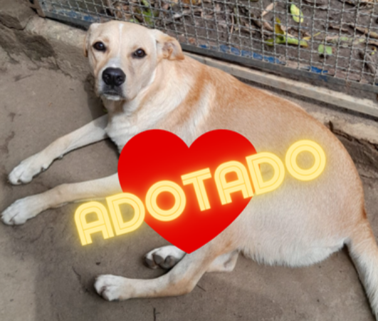 Casa do Consolador Foto do Animal